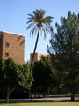 کاج تهران